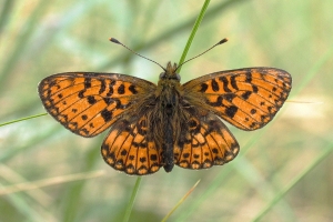 Brunlig perlemorsommerfugl