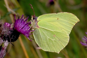 Citronsommerfugl