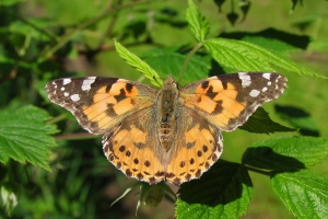 Tidselsommerfugl