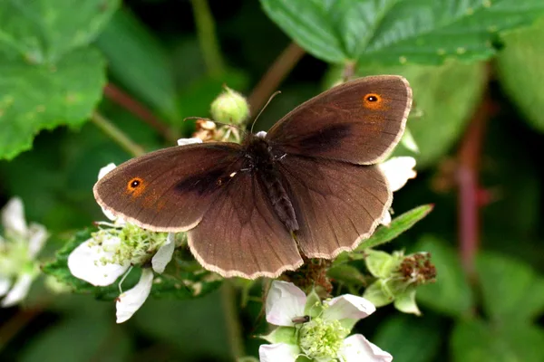 Plantation – June – male on Bramble