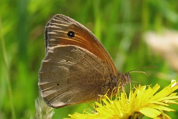 Dike – June – male on Dandelion