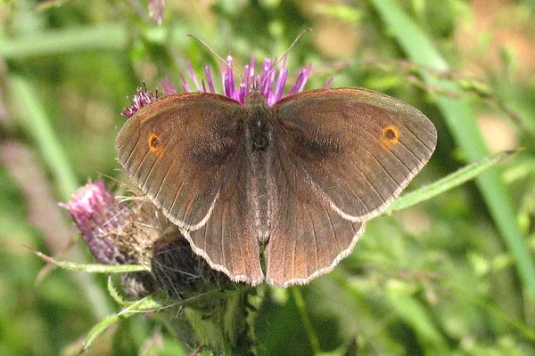 Plantation – June – male on Thistle