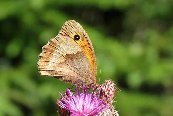 Plantation – July – female on Thistle