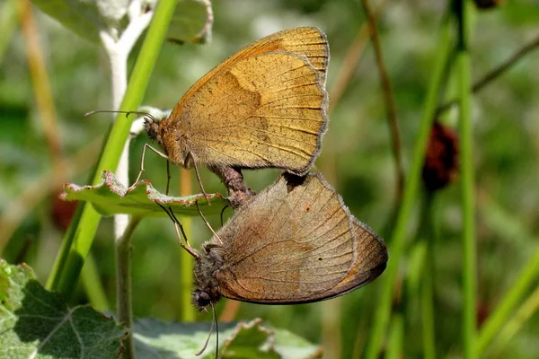 Plantation – June – mating on Poplar – female on top