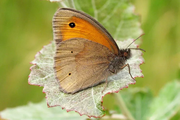Plantation – June – male on Poplar