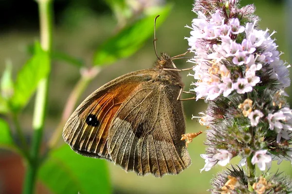 By the summer house – August – female on Mint