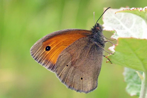 Plantation – June – male on Poplar