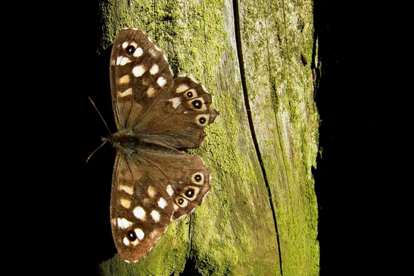 Am Ferienhaus – Mai