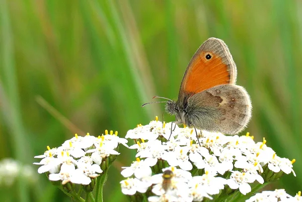 Diget - august - på Alm. Røllike