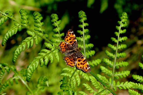 Plantation – May – spring colouring (form levana) on Fern