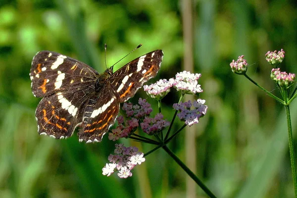 Plantation – July – summer colouring with traces of the spring colouring (known as partial form porima)