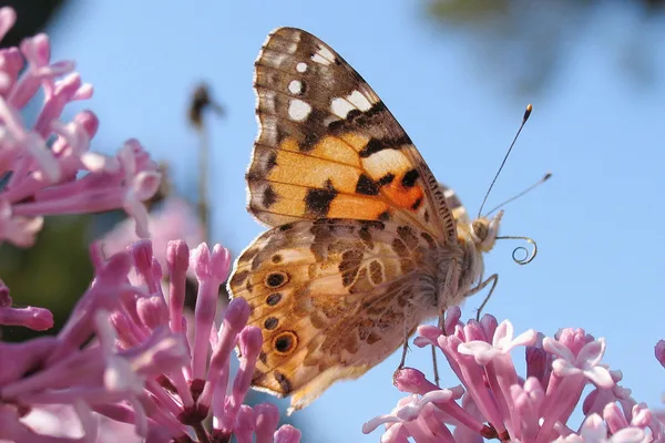 Ved sommerhus - maj - på Syren