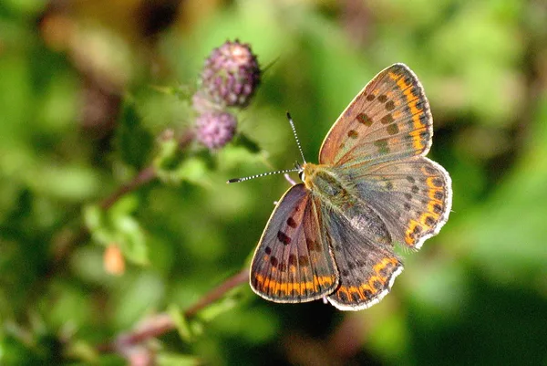 Plantage – August – Weibchen auf Brombeere