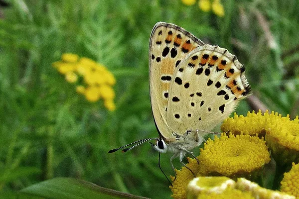 Deich – August – Weibchen auf Rainfarn