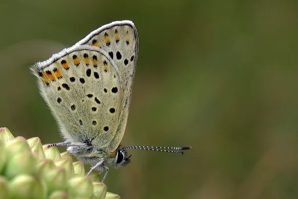 Deich – September – Weibchen auf Großer Fetthenne