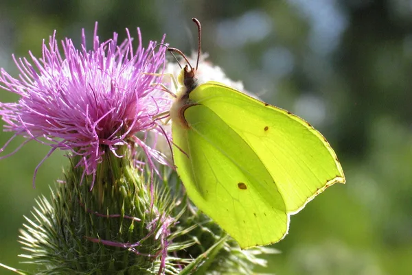 Plantage – Juli – auf Distel