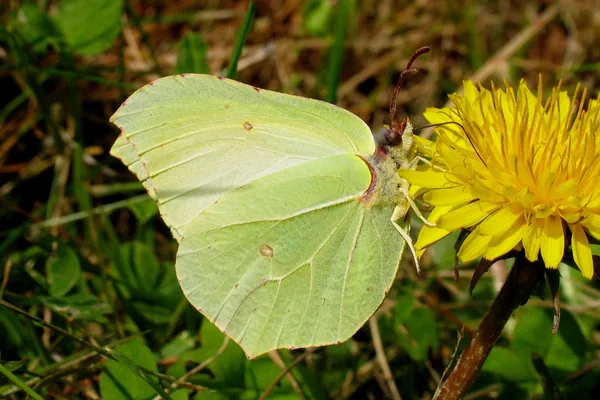 Plantage – April – auf Löwenzahn