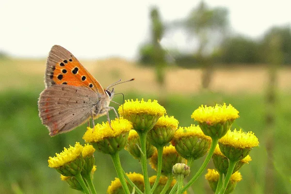Dike – August – on Tansy