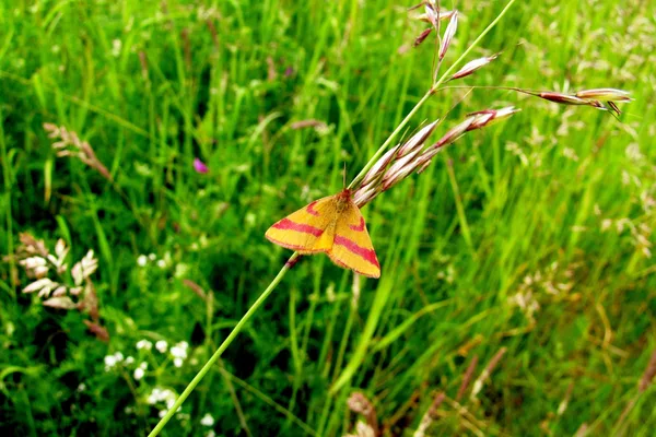 Plantage – Juni