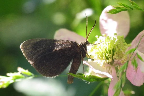 Plantage – Juni – auf Brombeere