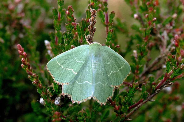 Thalera fimbrialis