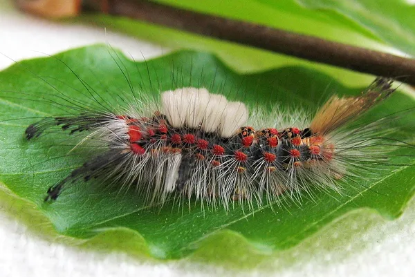 25 maj - larve 25 dage gammel - lidt over 2 cm
