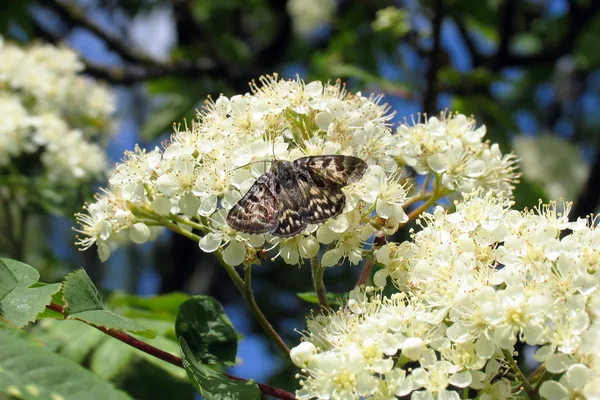 Plantation (on the boundary with the dike) – May – on Red-berried Elder