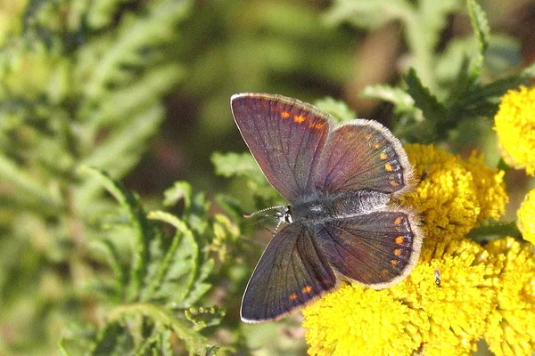 Dike – August – brownish female on Tansy
