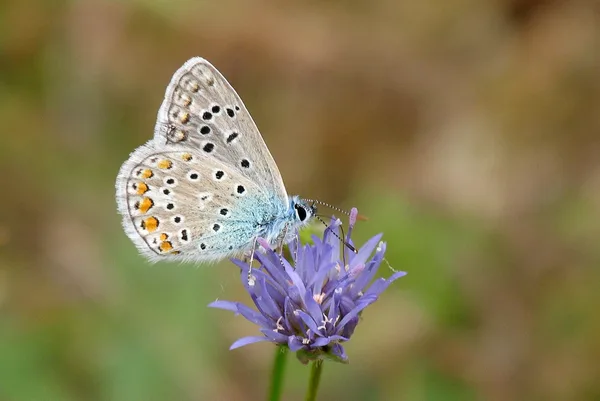 Deich – August – Männchen auf Acker-Witwenblume