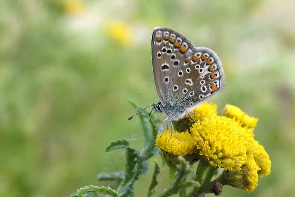 Deich – August – Weibchen auf Rainfarn