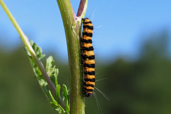 Plantage – Juli – Raupe auf Jakobs-Greiskraut. Die Pflanze ist giftig, doch die Raupe verträgt sie und nimmt das Gift in ihren Körper auf. Deshalb sind sowohl die Raupe als auch später der erwachsene Falter giftig.