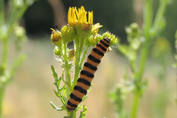 Plantage – Juli – Raupe auf Jakobs-Greiskraut. Die Pflanze ist giftig, doch die Raupe verträgt sie und nimmt das Gift in ihren Körper auf. Deshalb sind sowohl die Raupe als auch später der erwachsene Falter giftig.