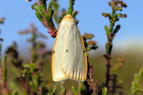 Elfenbein-Flechtenbärchen