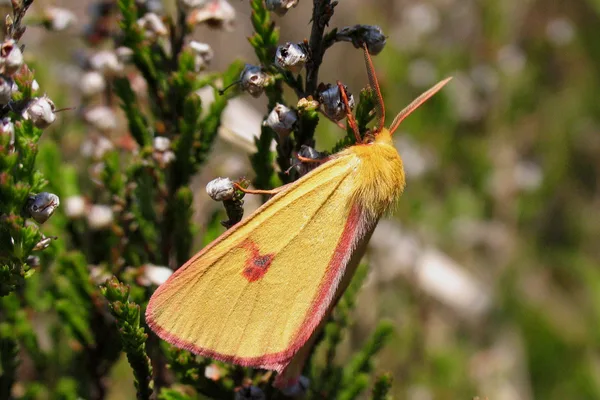 Dike – June – male on Heather