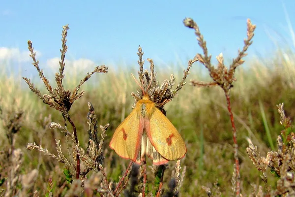 Dike – June – male on Heather
