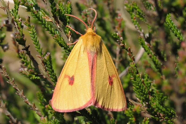 Dike – June – male on Heather