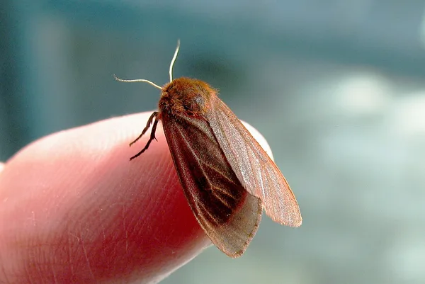 Flugbereiter Falter, am 1. Mai aus einer Puppe geschlüpft, die am 7. April im Heidekraut am Deich gefunden wurde
