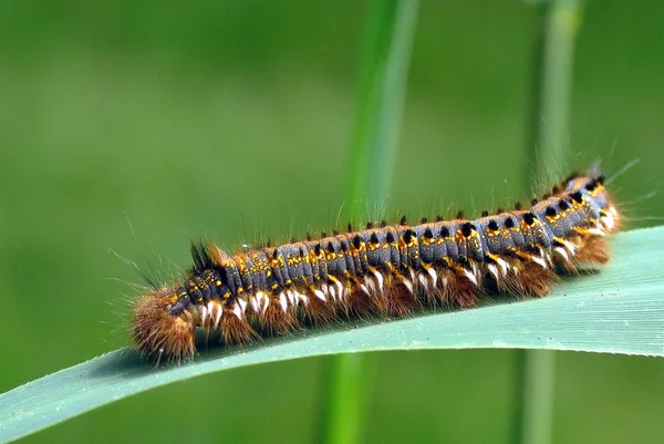 Plantage – Juni – ausgewachsene Raupe an Schilf. Auf Englisch heißt die Grasglucke „Drinker“ (Trinker), weil ihre Raupe Tau- und Regentropfen von den Gräsern trinkt, an denen sie lebt.