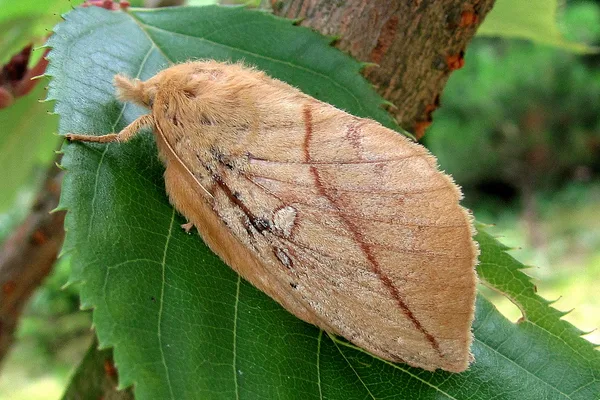 Grasglucke