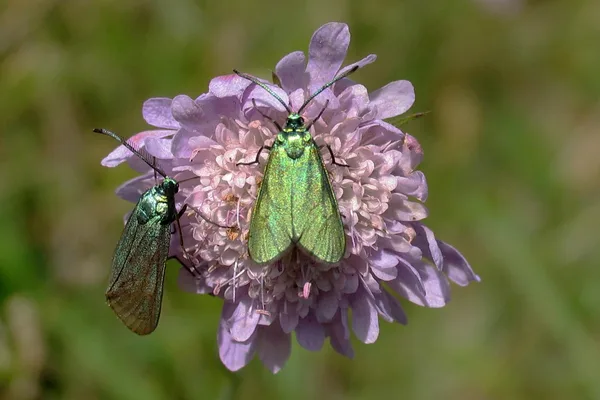Deich – Juli – auf Acker-Witwenblume