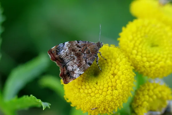 Choreutis (Choreutis pariana) - Diget oktober på Rejnfan - Relativ sjælden - Flyver fra juni-oktober