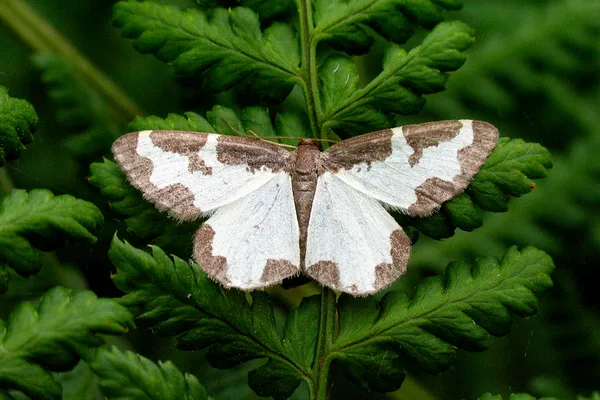 Sortrandet måler (Lomaspilis marginata) - Plantagen i juni på Bregne - Flyver nat fra maj-sep i to generationer