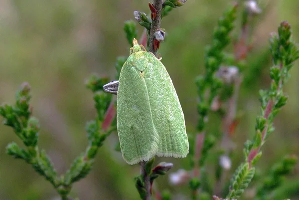 Egevikler (Tortrix viridiana) - Diget juni på Lyng - Flyver dag og nat i maj og juni. Ca. 1 cm lang