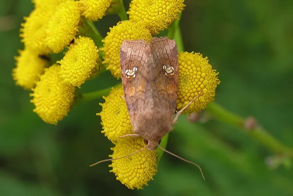 Øje-græsugle (Amphipoea oculea) - Diget i august på Rejnfan - Flyver juli-oktober på udyrkede græsområder