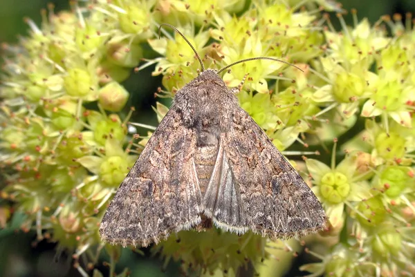 Bedeugle (Anarta trifolii) - Diget i august på Alm. sankthansurt - Flyver nat maj-oktober i to generationer