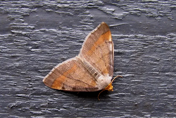 Fyrre-skovmåler (Macaria liturata) - Ved sommerhus i juni - Flyver nat maj-september i to generationer