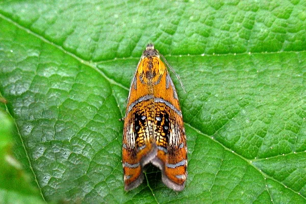 Olethreutes arcuella (Olethreutes arcuella) - Plantagen juni på Brombær - Flyver om dagen fra maj-juli