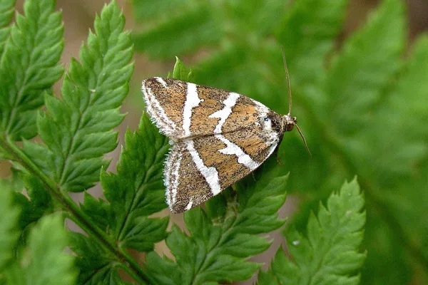 Tvebånd-dagugle (Deltote bankiana) - Plantagen i juni på Bregne - Flyver nat og delvis dag fra maj-august