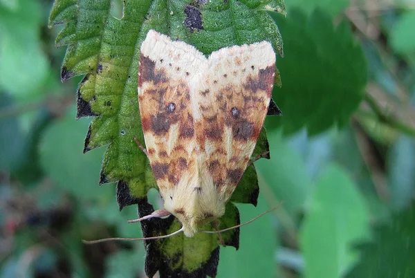Brombær-guldugle (Cirrhia icteritia) - Plantagen i september på Brombær - Flyver nat august-oktober