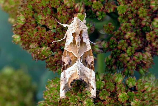 Agatugle (Phlogophora meticulosa) - Diget september på Alm. sankthansurt - Flyver nat fra maj-okt i flere generationer